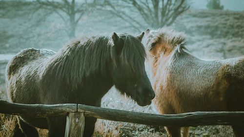 Wilde paarden bij de Posbank