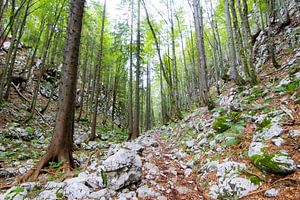 Hohe grüne Bäume und Felsen