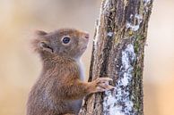 Nahaufnahme Eichhörnchen von Cindy Van den Broecke Miniaturansicht
