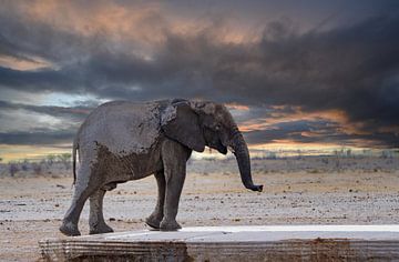 Elefant kühlt sich ab an einem Wasserloch in Namibia, Afrika von Patrick Groß