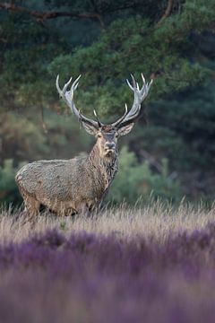Red deer by Pics by TL