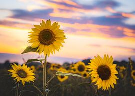 Sun Boom by Nicky Kapel