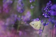 Photo of a white butterfly on a purple flower by Joriali photography and paintings thumbnail