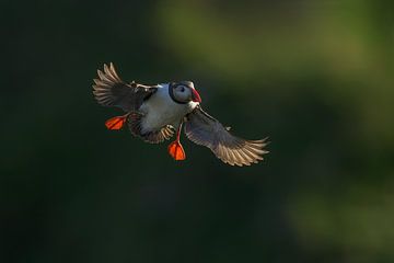 Puffin in the last sunlight by Larissa Rand