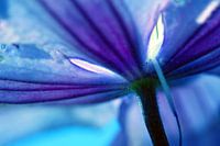 Blauwe lelieblaadjes
