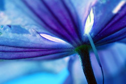 Blauwe lelieblaadjes