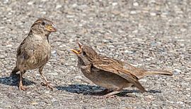 sparrows - Spatzen von Hans Will