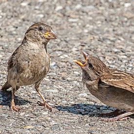 sparrows - Spatzen von Hans Will