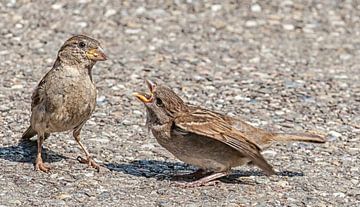 sparrows - Spatzen van Hans Will