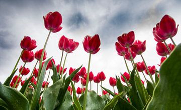 Rood roze tulpen onder de Hollandse lucht van Bianca Fortuin