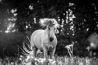 Witte Spaanse hengst