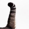 Kattenstaart van Anita Visschers