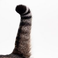 Kattenstaart