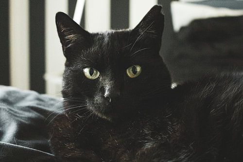 Schwarze Katze