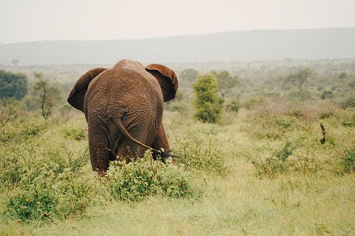 Olifanten achterwerk