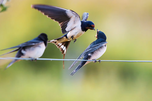 Swallows in Motion