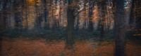 Herfstbos avondgloren 