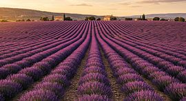 Lavendelvelden in het avondlicht van ButterflyPix