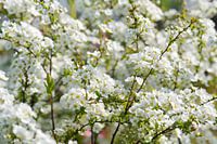 Weiße Blüten mit Sonnenschein