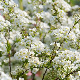 Witte bloesems met zonneschijn van Ivonne Fuhren- van de Kerkhof