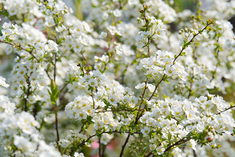 Fleurs blanches avec du soleil par Ivonne Fuhren- van de Kerkhof