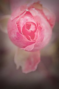 Rose  von Lonneke Prins