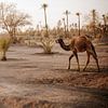 Empreinte de voyage d'un chameau à Marrakech au Maroc sur sonja koning
