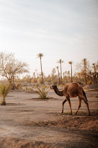Travel print of camel in Marrakesh Morocco