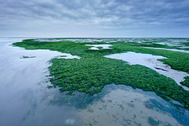 Green on Engelsmansplaat by Michel van Krimpen