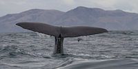 Walvis Nieuw Zeeland by Jeroen Meeuwsen thumbnail