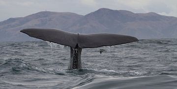 Walvis Nieuw Zeeland sur Jeroen Meeuwsen