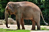 Elephant in Miami