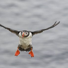 Papagaaiduiker/ Puffin op IJsland van Johan Bergsma