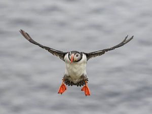 Puffin in Iceland by Johan Bergsma