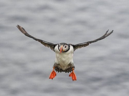 Papagaaiduiker/ Puffin op IJsland