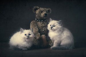 Kätzchen und der Bär