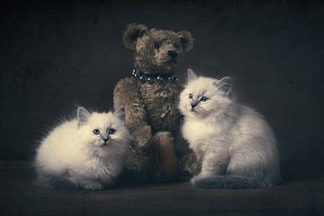Les chatons et l'ours sur Elles Rijsdijk
