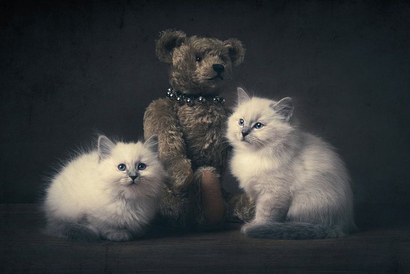 Kittens and the bear by Elles Rijsdijk