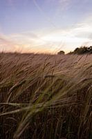 Zonsondergang in graanveld Canterbury Engeland