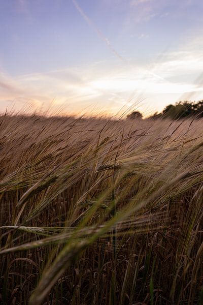Sunset in wheat field Canterbury England by Angeline Dobber