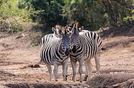 Zebra koppels van Dennis Eckert thumbnail
