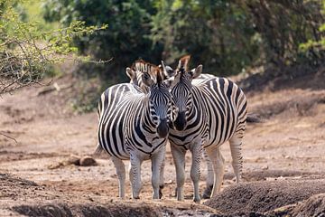 Zebra koppels van Dennis Eckert