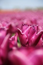 Die violette Tulpe in De Beemster von Sandy Kruf