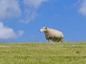 Schaap op de dijk van Terschelling van Jessica Berendsen thumbnail