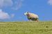 Schafe auf dem Deich von Terschelling von Jessica Berendsen