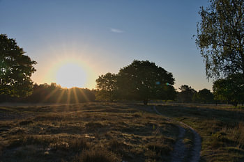 The quiet golden path through the Maashorst.