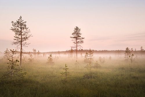 Swedish Lapland - Haparanda field