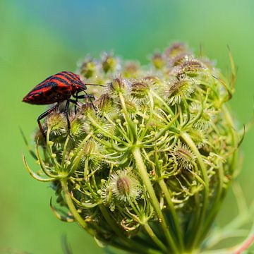 The insect with the striped pyama van John Goossens Photography