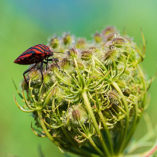 L'insecte au pyjama rayé