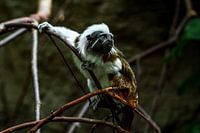 pinché Affe geht für einen Sprung